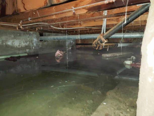 Best Flood damage cleanup  in Campti, LA